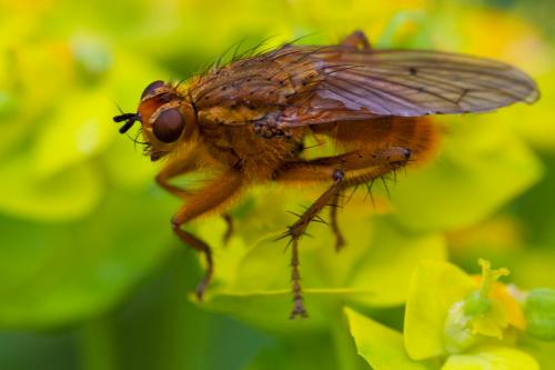 Réf. 163 563 : Scathophaga stercoraria