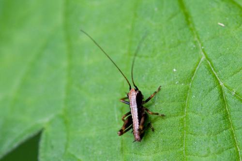 Pholidoptera griseoaptera