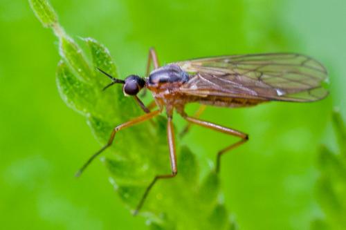 Réf. 163 830 : Empis trigramma