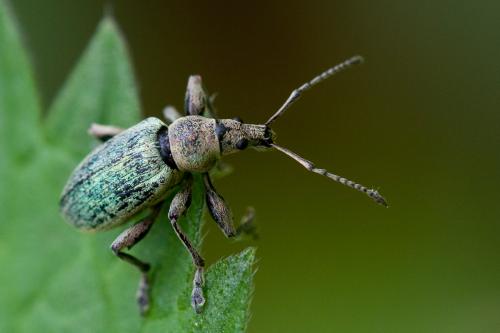 Réf. 163 833 : Phyllobius pomaceus