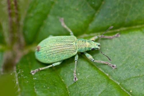 Réf. 163 832 : Polydrusus planifrons