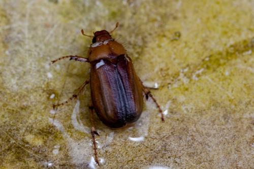 Rhizotrogus sp.