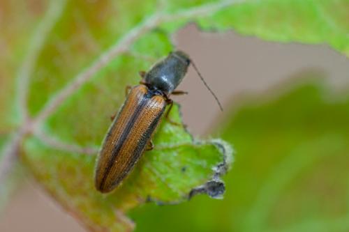 Réf. 163 897 : Athous vittatus