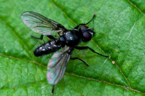 Réf. 163 899 : Phania funesta