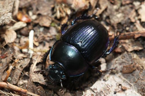 Anoplotrupes stercorosus