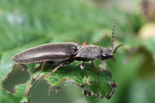 Réf. 163 977 : Athous haemorrhoidalis