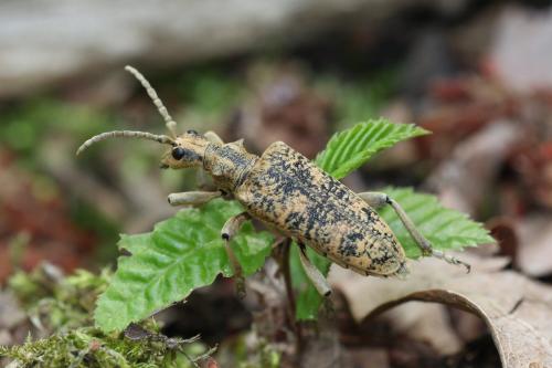 Réf. 163 982 : Rhagium sycophanta