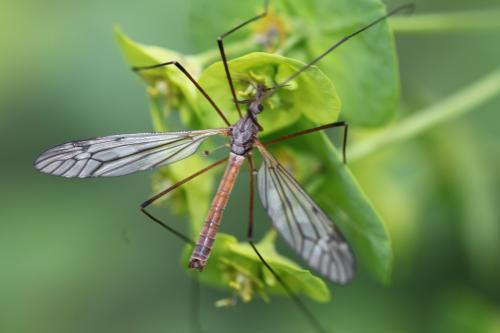 Réf. 163 984 : Tipula sp.