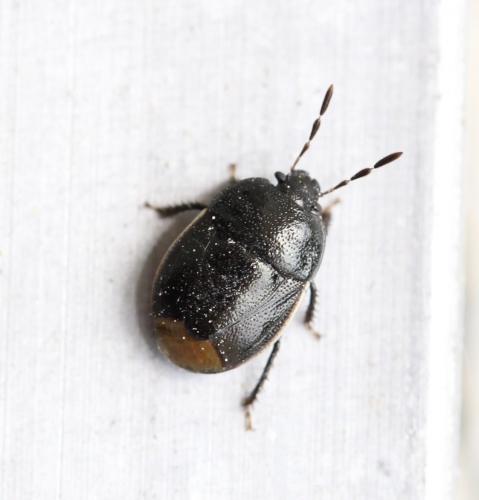 Réf. 163 201 : Legnotus limbosus
