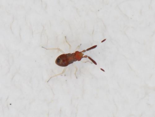 Heterotoma planicornis