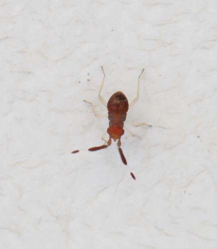Heterotoma planicornis