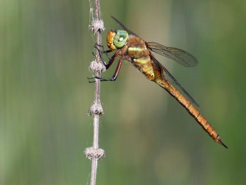 Aeshna isoceles