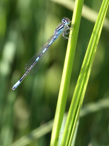 Réf. 163 337 : Coenagrion scitulum