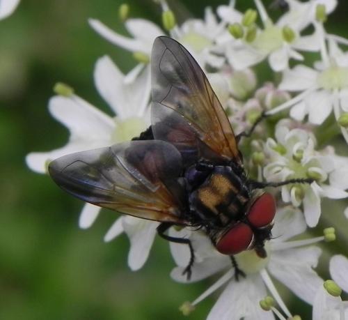 Réf. 163 860 : Phasia aurigera
