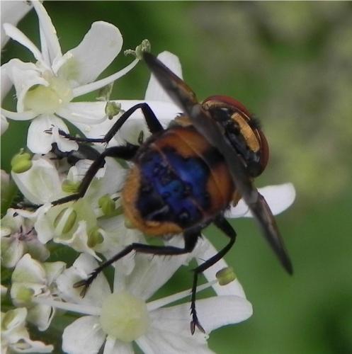 Réf. 163 861 : Phasia aurigera