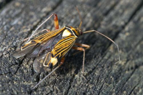Rhabdomiris striatellus