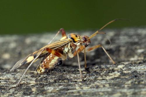 Rhabdomiris striatellus