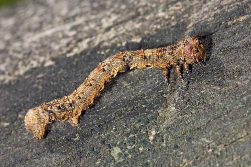 Réf. 163 148 : Apocheima hispidaria