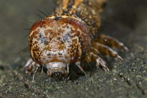 Réf. 163 149 : Apocheima hispidaria