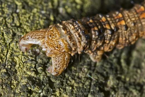 Réf. 163 170 : Apocheima hispidaria