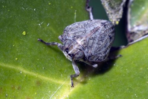 Issus coleoptratus