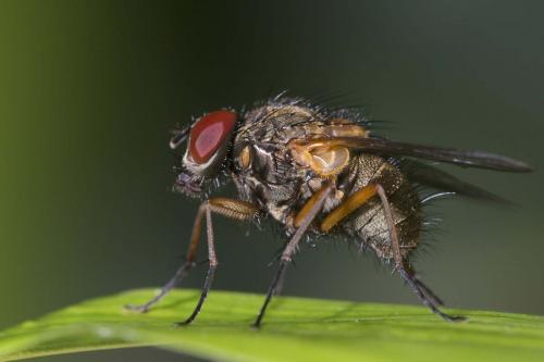 Réf. 163 978 : Mydaea corni