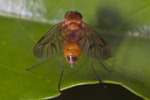 Chrysopilus laetus