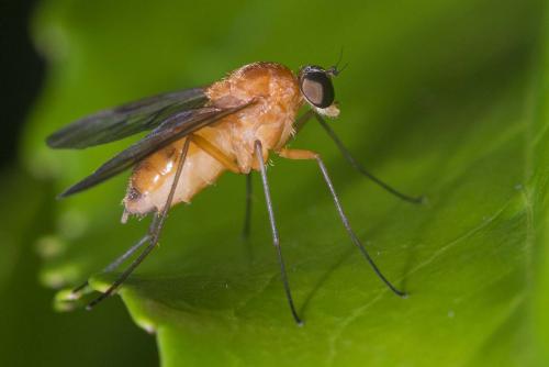 Chrysopilus laetus