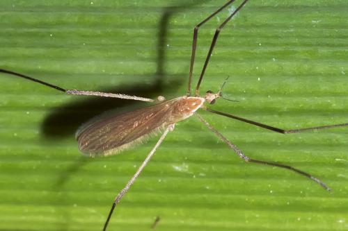 Molophilus sp.