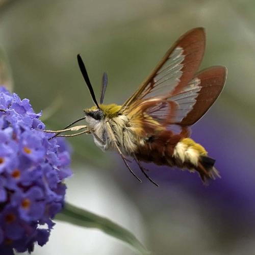 Hemaris fuciformis