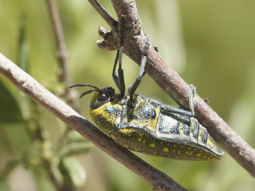 Réf. 163 606 : Julodis aequinoctialis