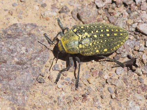 Réf. 163 607 : Julodis aequinoctialis