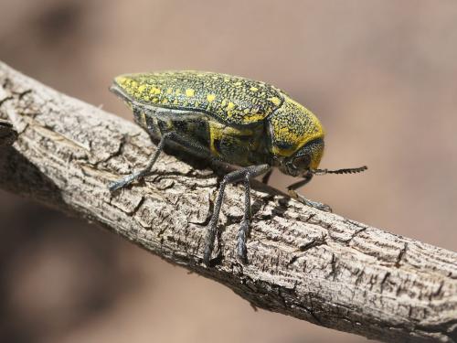 Réf. 163 608 : Julodis aequinoctialis