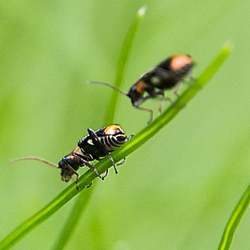 Axinotarsus sp.