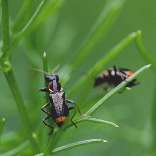 Axinotarsus sp.