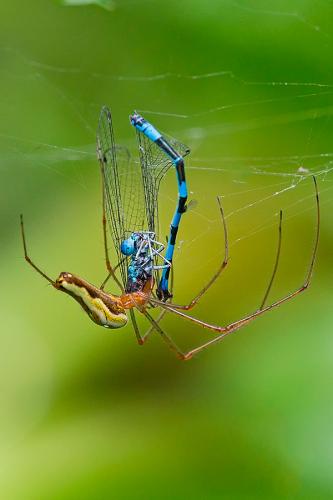 Coenagrion mercuriale