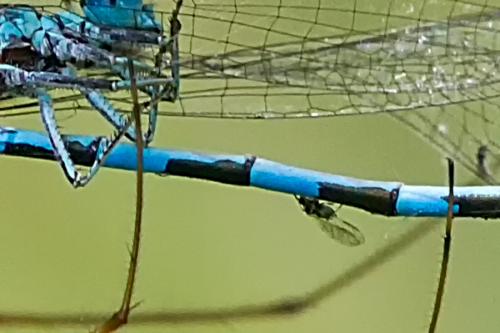 Réf. 163 993 : Coenagrion mercuriale