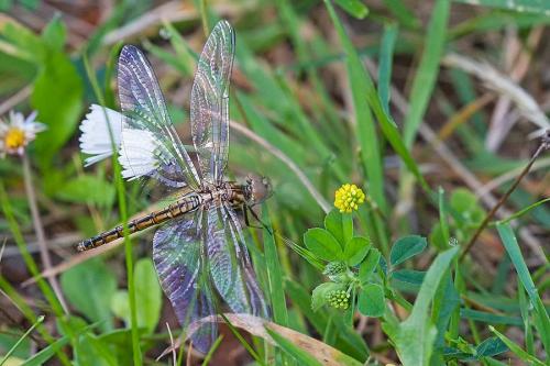 Trithemis annulata
