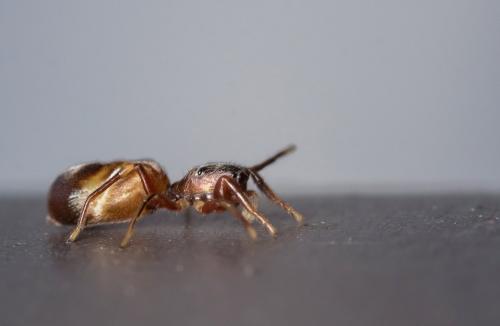 Synageles sp.