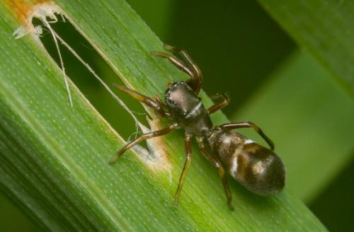 Synageles sp.