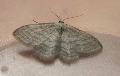 Réf. 163 215 : Idaea subsericeata