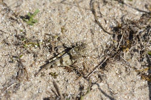 Oedipoda caerulescens caerulescens