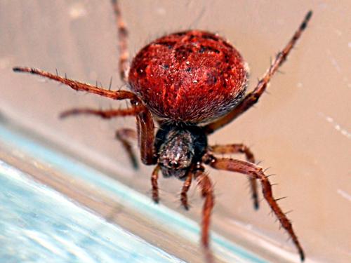 Réf. 163 501 : Agalenatea redii