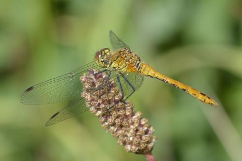 Sympetrum sanguineum