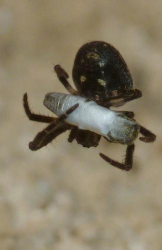 Réf. 163 382 : Nuctenea umbratica