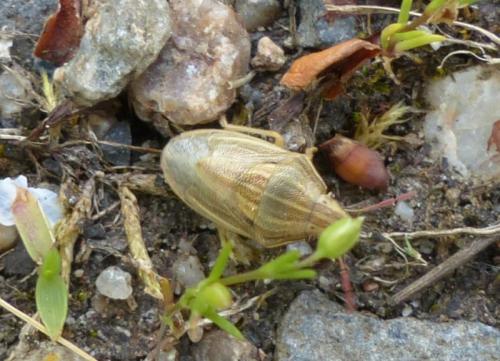 Aelia acuminata