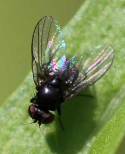 Réf. 163 179 : Agromyzinae inconnu