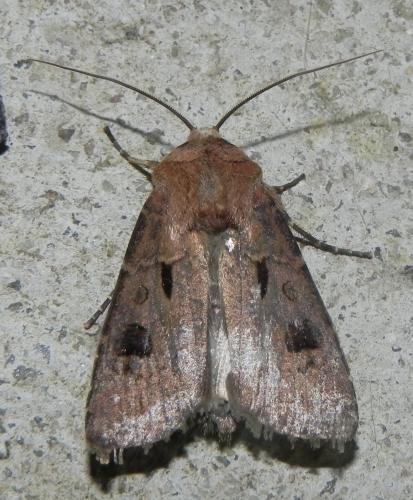 Réf. 163 348 : Agrotis exclamationis