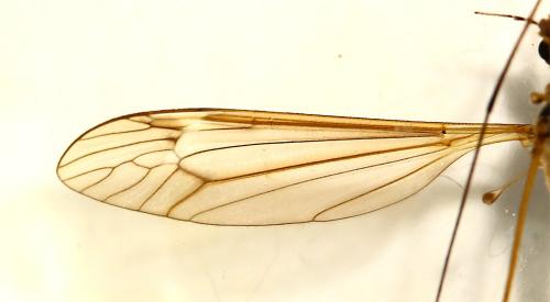 Réf. 163 922 : Tipula pierrei