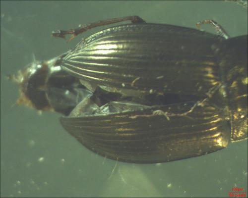 Amara convexior